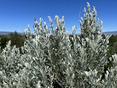 Artemisia tripartita