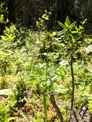 Calopogon tuberosus tuberosus