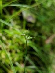 Carex tenuiflora