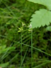 Carex tenuiflora