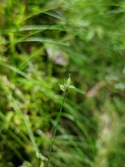 Carex tenuiflora