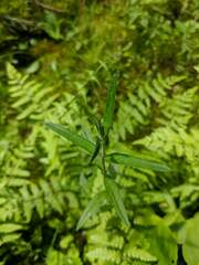 Epilobium strictum