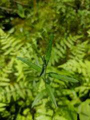 Epilobium strictum