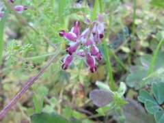 Fumaria kralikii