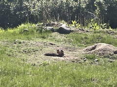 Urocitellus columbianus