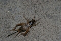 Gryllus personatus