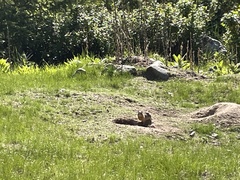 Urocitellus columbianus