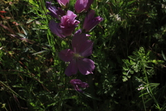 Sidalcea virgata