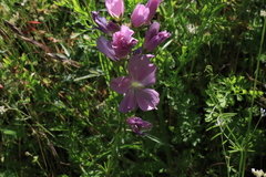 Sidalcea virgata