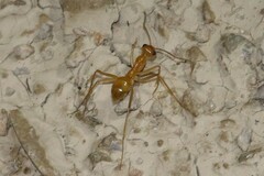 Myrmecocystus mexicanus