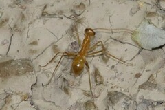 Myrmecocystus mexicanus