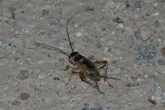 Gryllus personatus