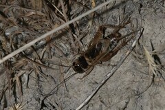 Gryllus personatus