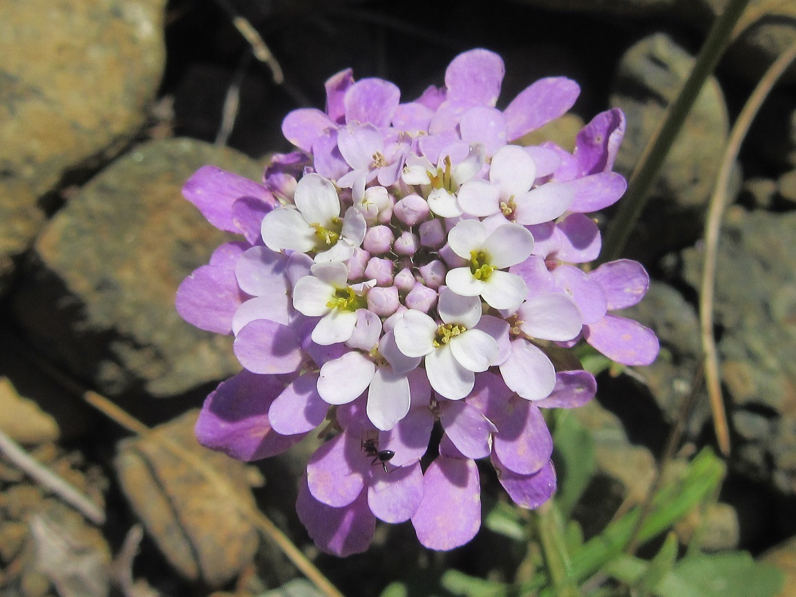 Iberis carnosa