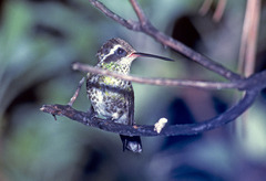 White-Eared Hummingbird photo 2