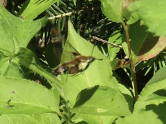 Hemaris aethra