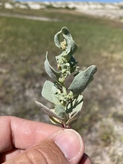 Atriplex argentea