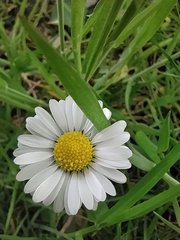 Asteraceae