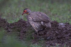 Pternistis rufopictus