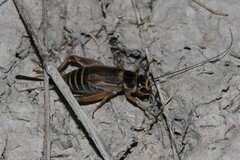 Gryllus personatus