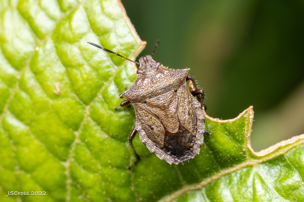 Podisus mactans