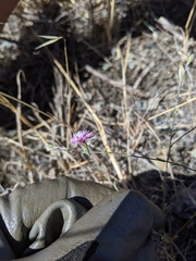 Lessingia arachnoidea