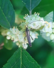 Strangalia acuminata