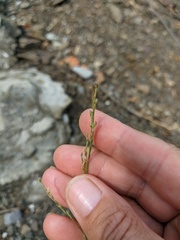 Bufonia parviflora