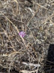 Lessingia arachnoidea