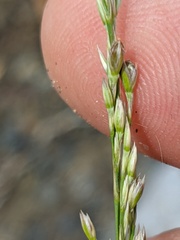 Bufonia parviflora