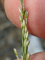 Bufonia parviflora