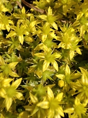 Sedum acre