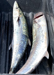 Scomberomorus cavalla