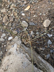 Bufonia parviflora