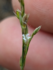 Bufonia parviflora