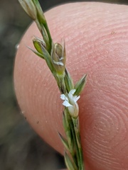 Bufonia parviflora