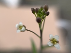 Hesperidanthus linearifolius