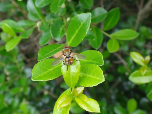 Gymnoclytia occidua photo 5