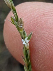 Bufonia parviflora