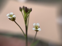Hesperidanthus linearifolius