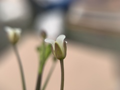 Hesperidanthus linearifolius