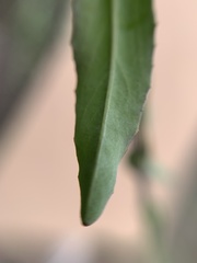 Hesperidanthus linearifolius