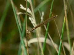 Sympecma fusca