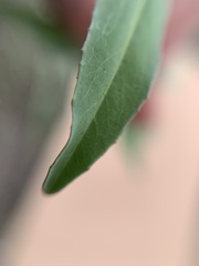 Hesperidanthus linearifolius