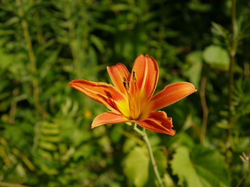 Hemerocallis fulva