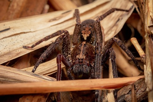 Spinoctenus eberhardi · iNaturalist