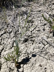 Conringia orientalis