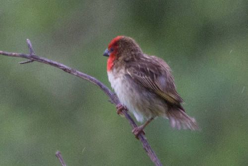 Cardinal Quelea (Quelea cardinalis), photo 3