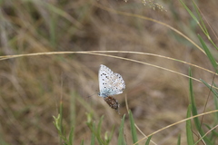 Polyommatus hispana