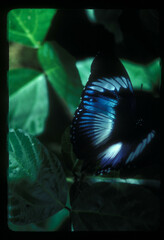 Hypolimnas monteironis